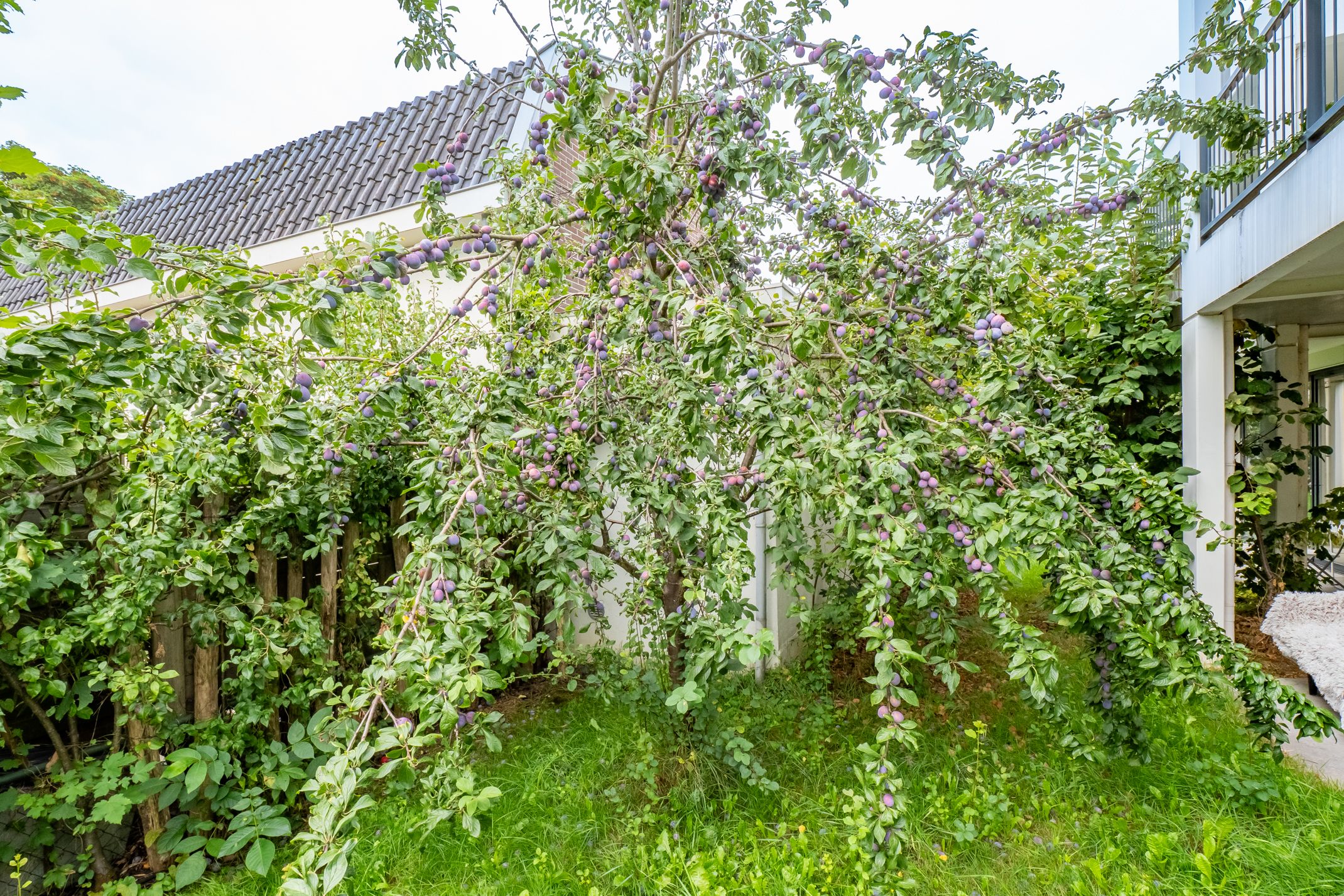 Photo 39 of Albers Pistoriusweg 27-C