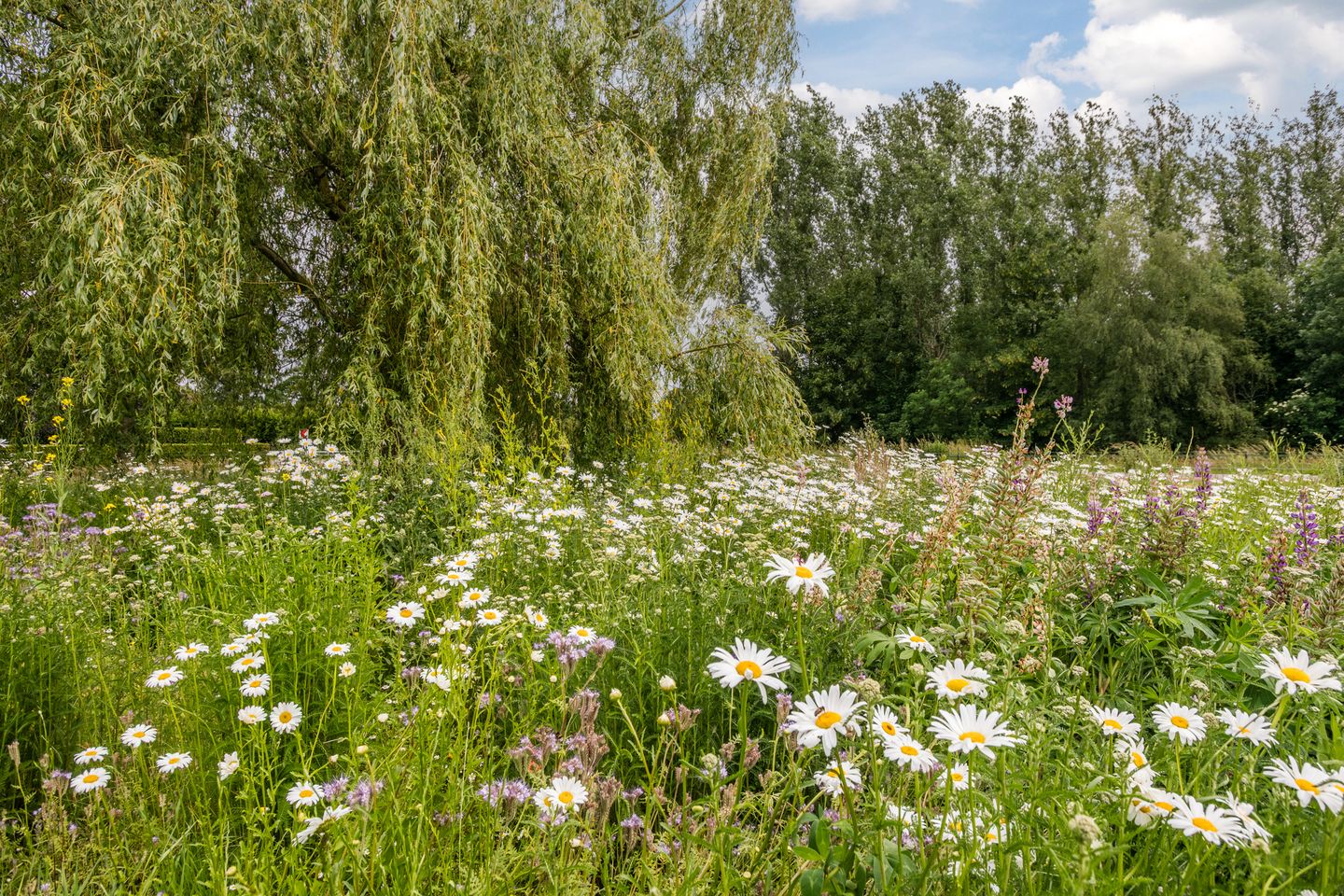 Photo 85 of Ommerkanaal 7