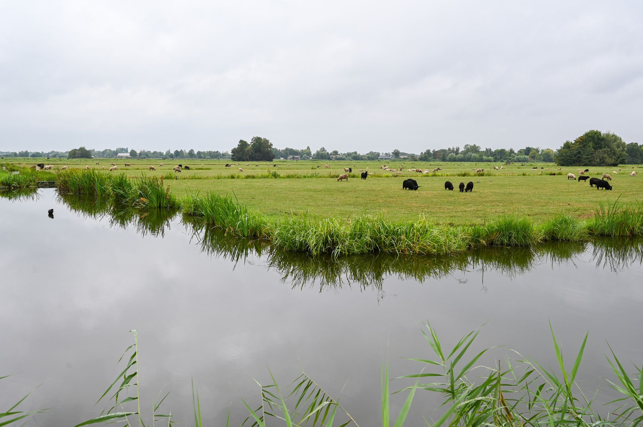 Photo 33 of Zwanebloem 48