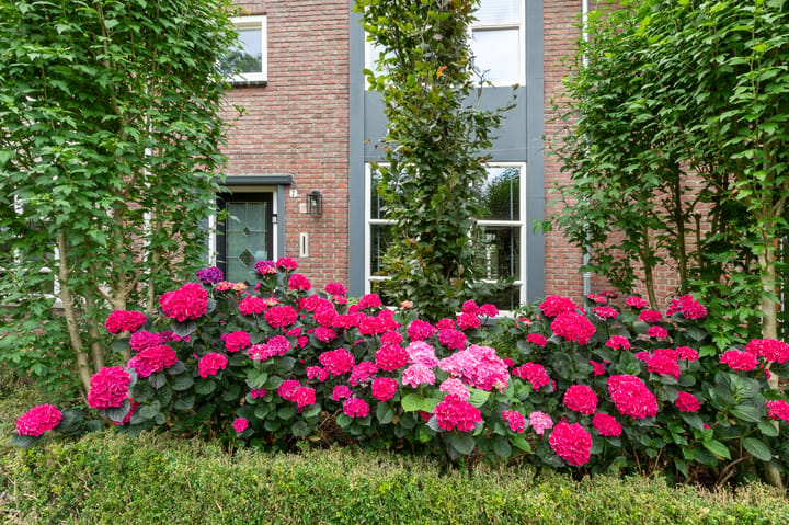Foto 2 van Dr. Schaepmanplantsoen 7