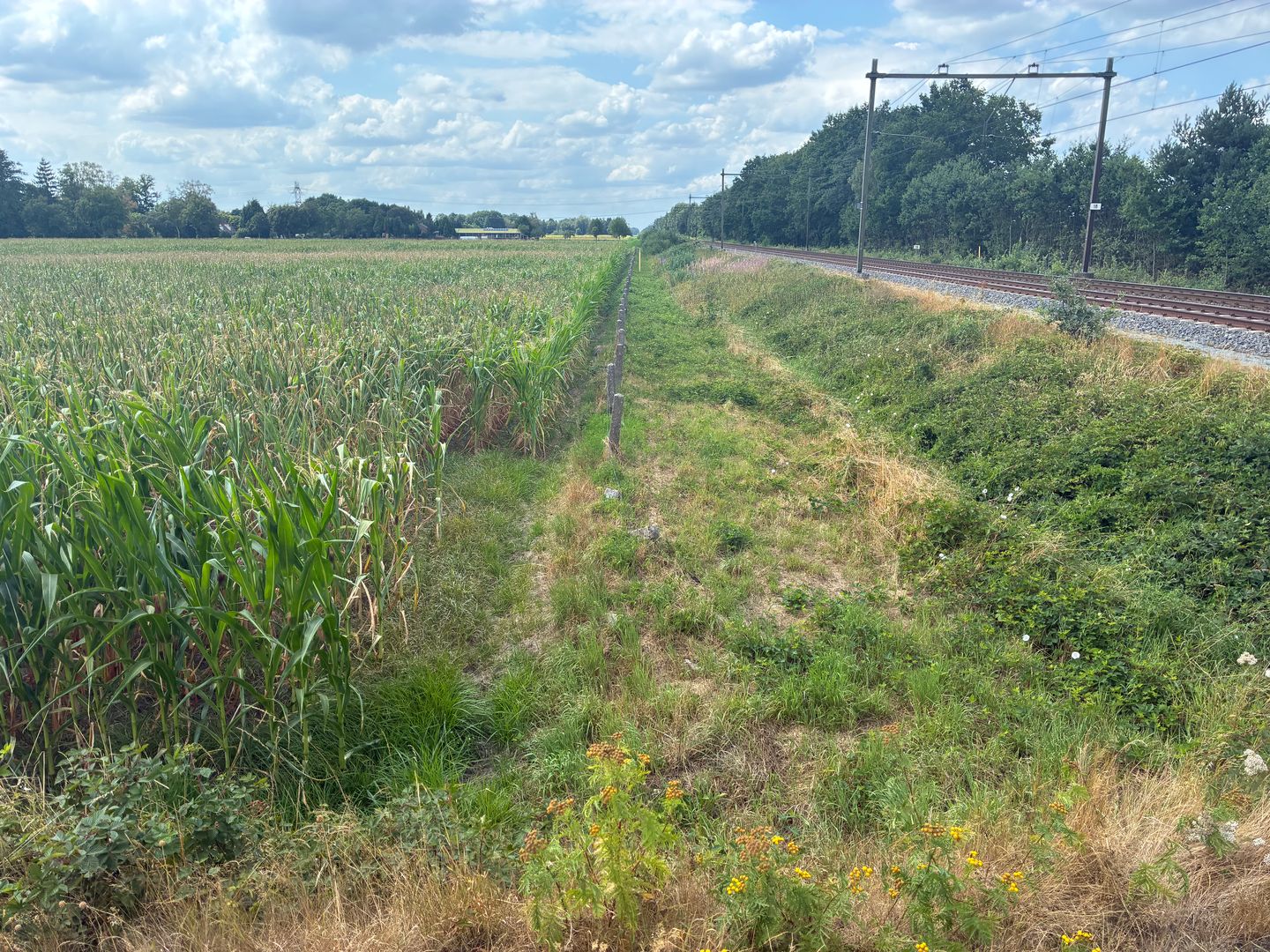 Griendtsveenseweg - America - Afbeelding 6