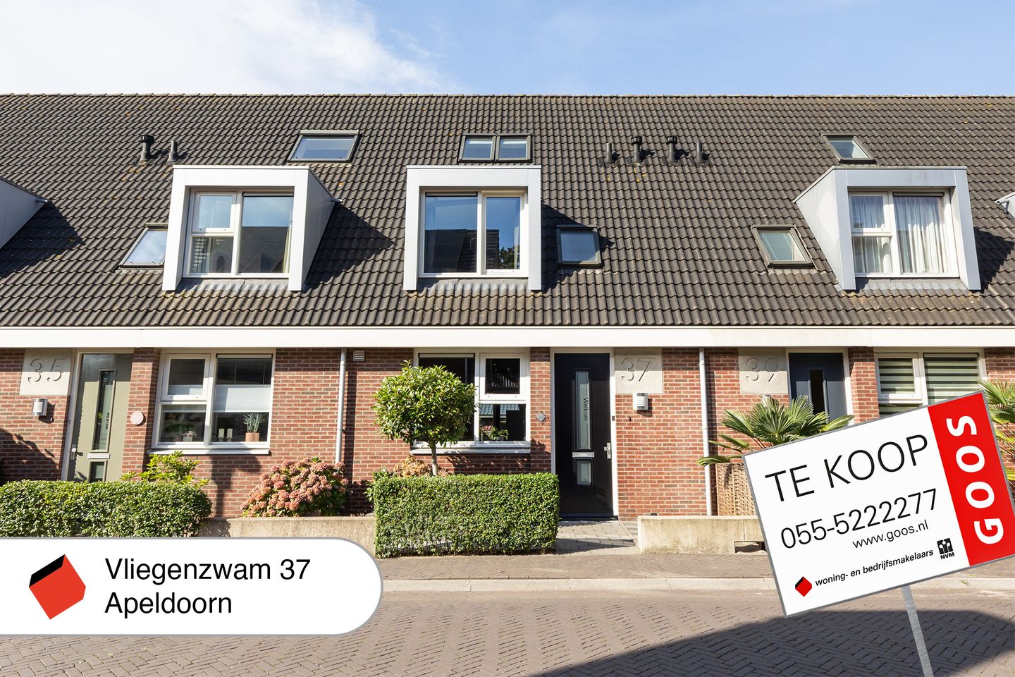 Foto 40 van Vliegenzwam 37