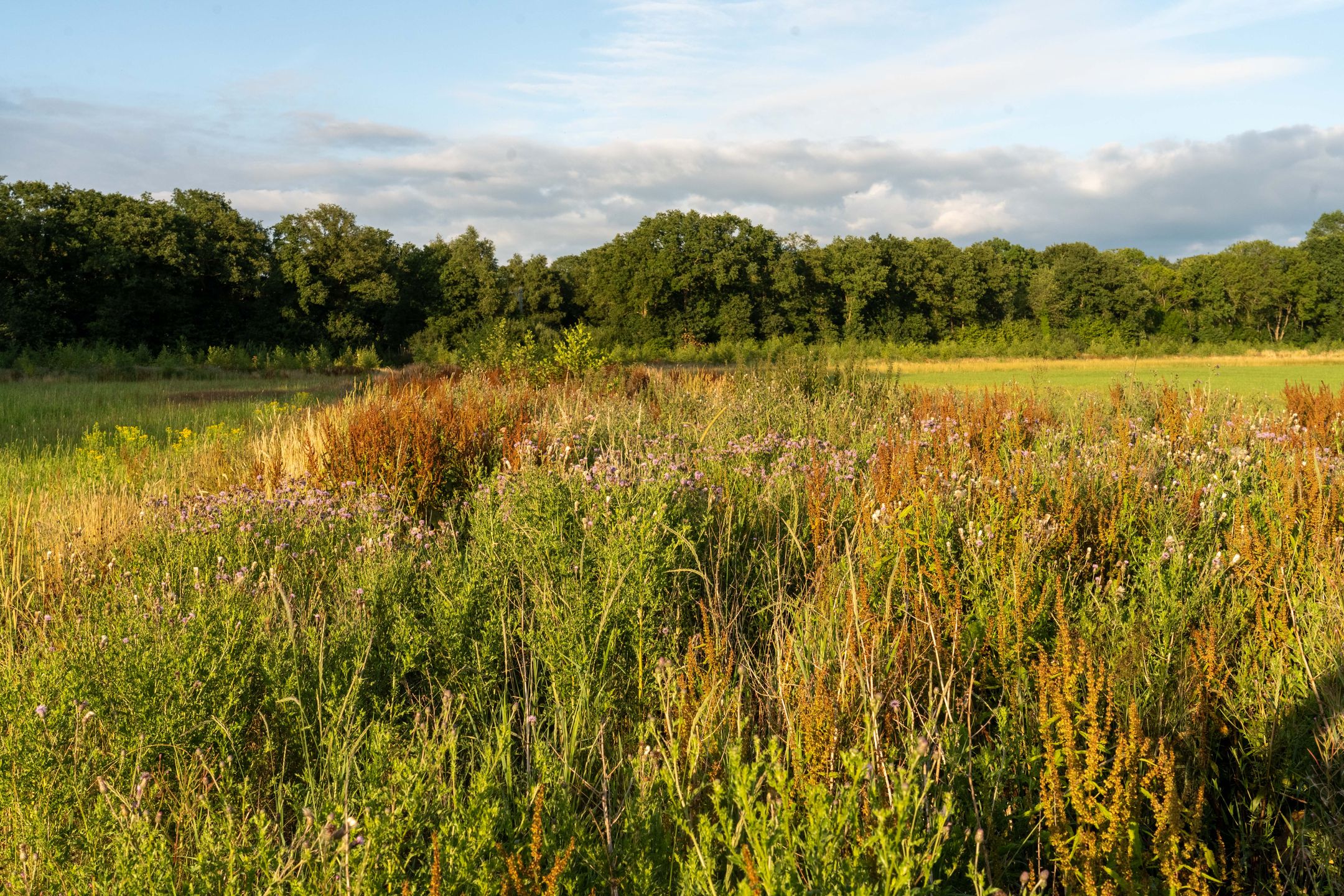 Photo 24 of Hondemotsweg, Wonen in het Veld (Bouwnr. Kavel C)
