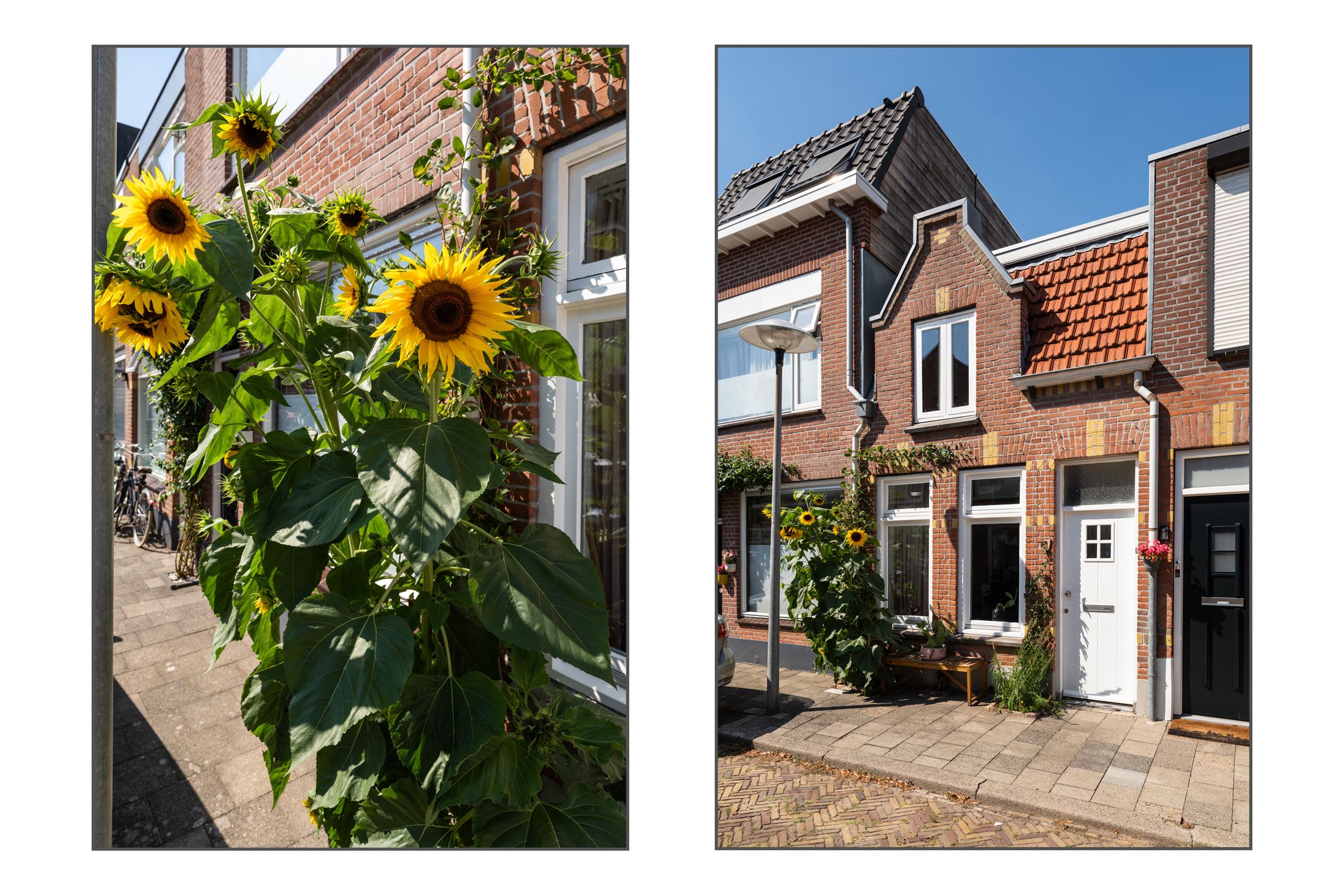 Photo 24 of Chrysantstraat 7