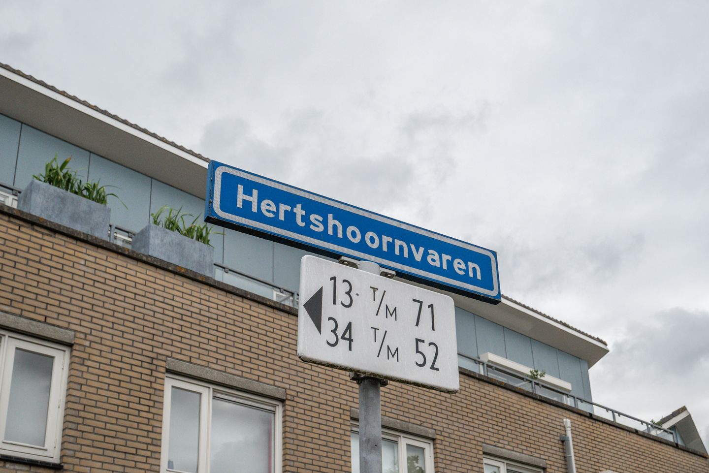 Photo 49 of Hertshoornvaren 15
