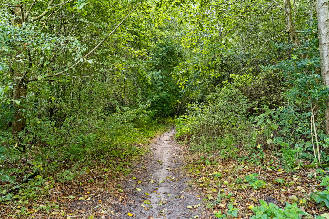 Foto 46 van De Linebeammen 16