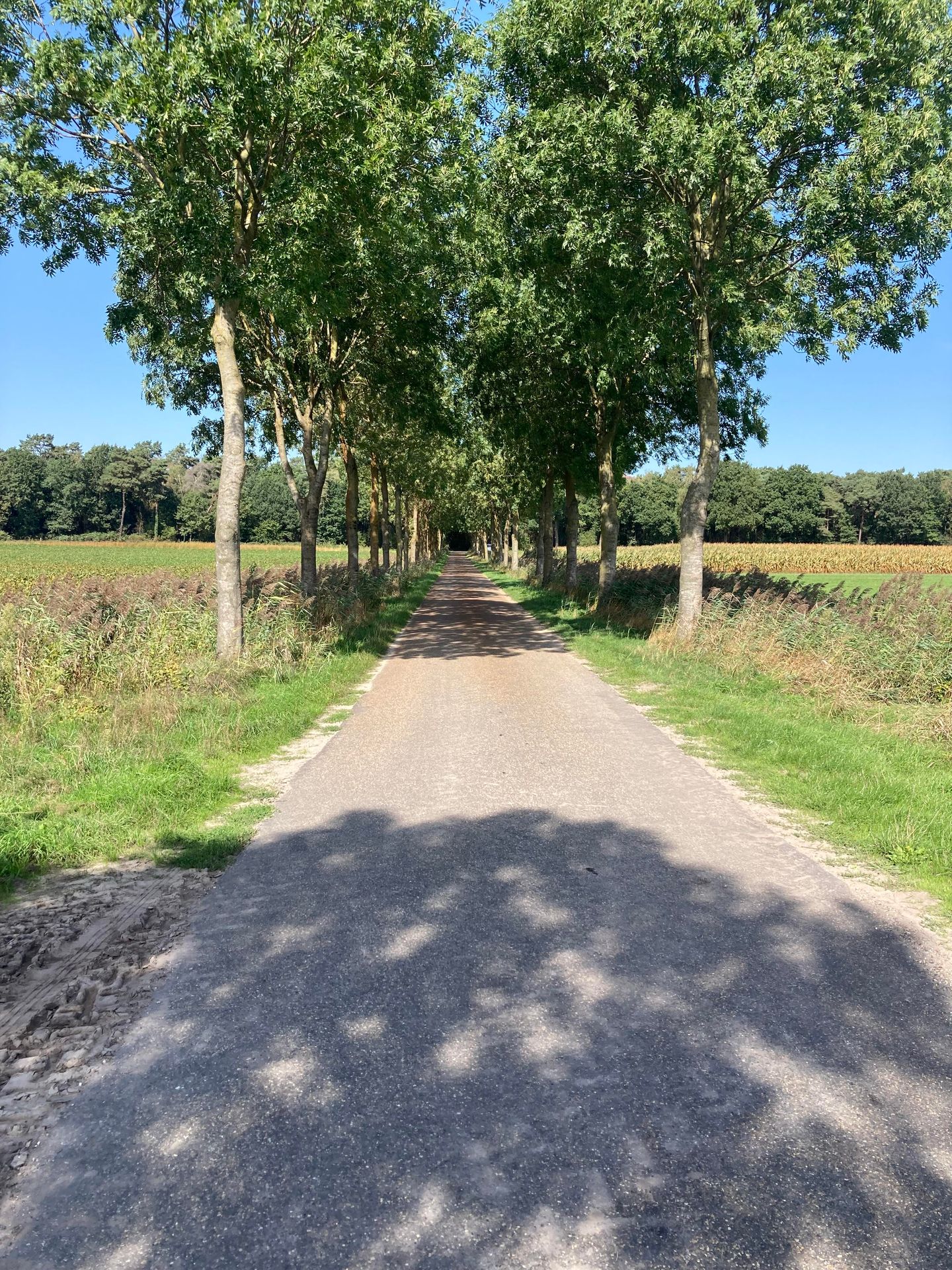 Hoofdbroekstraat - Sint Joost - Afbeelding 7