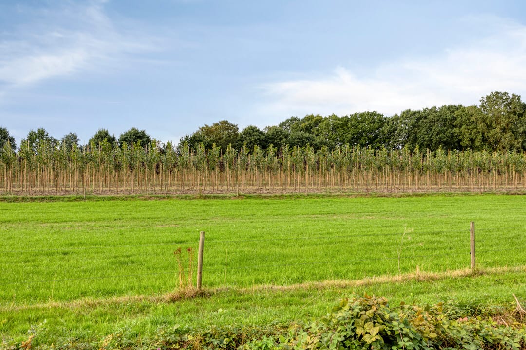 Foto 2 van Heming 9