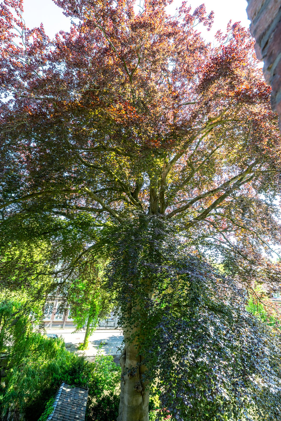 Photo 17 of Muurhuizen 25