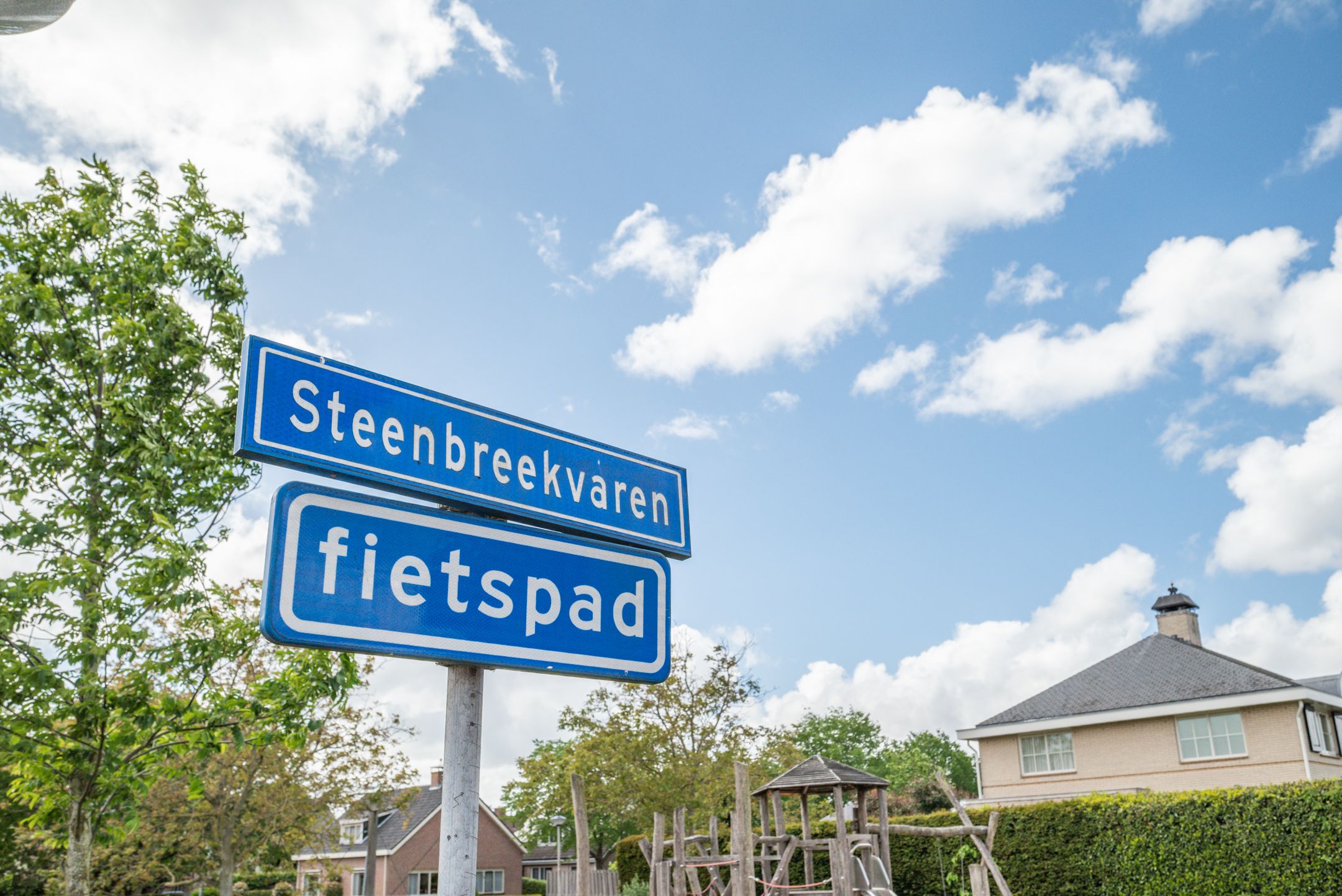 Foto 42 van Steenbreekvaren 34