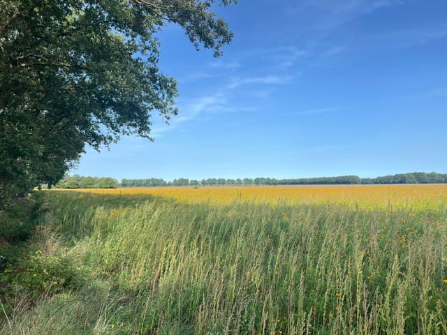 Bekijk foto 2 van Rheeërweg