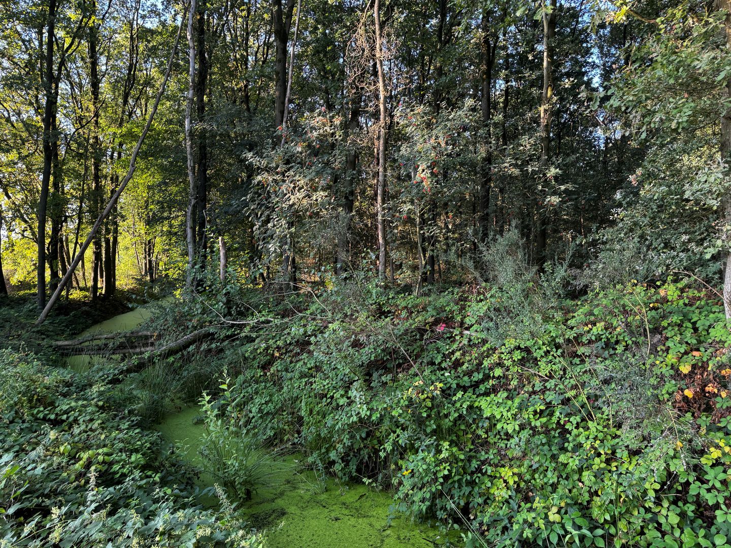 In Het Spiek - Rijkevoort - Afbeelding 3