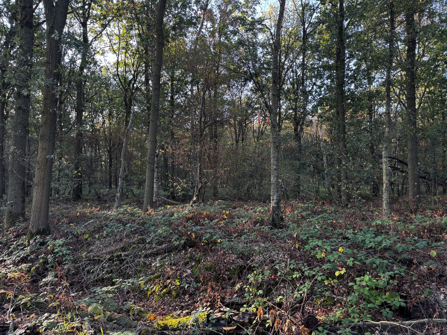In Het Spiek - Rijkevoort - Afbeelding 4