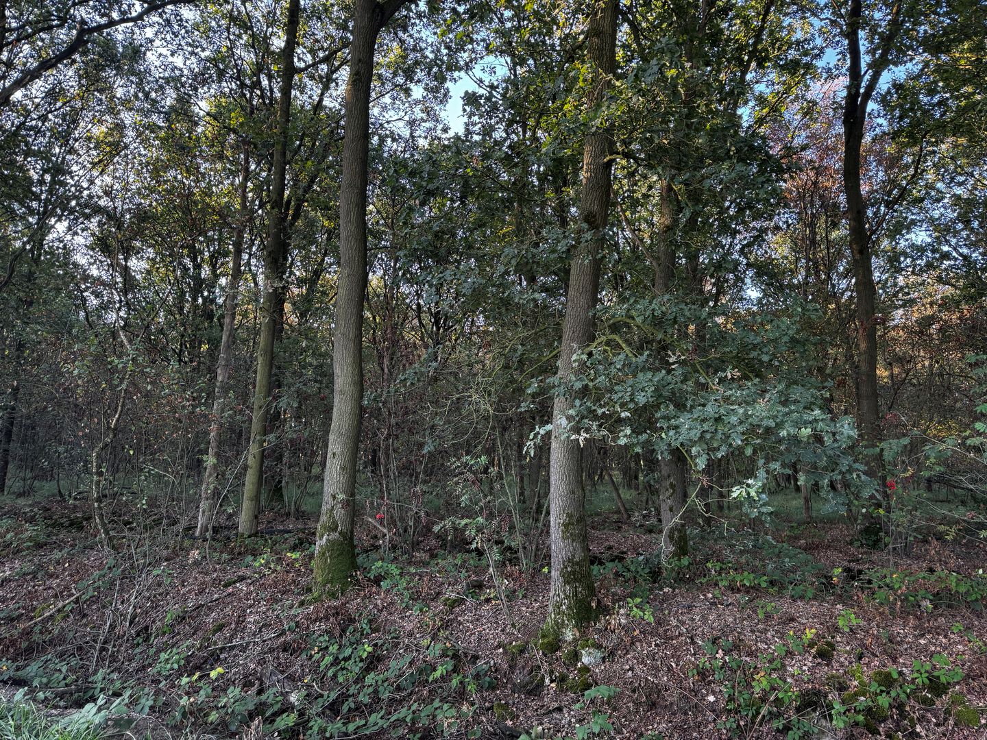 In Het Spiek - Rijkevoort - Afbeelding 5