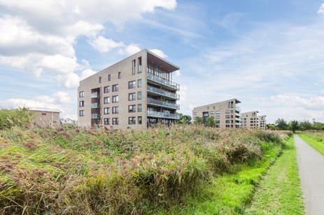 Korenbloem thumbnail
