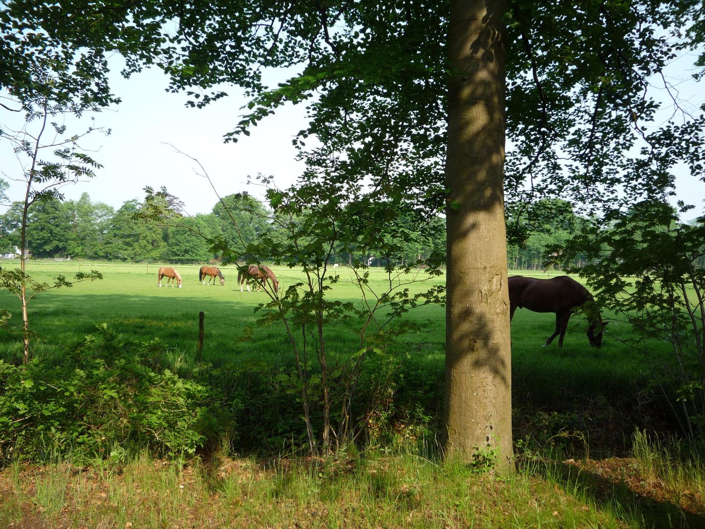 Foto 29 van Laan van Rijnwijk 1-D04