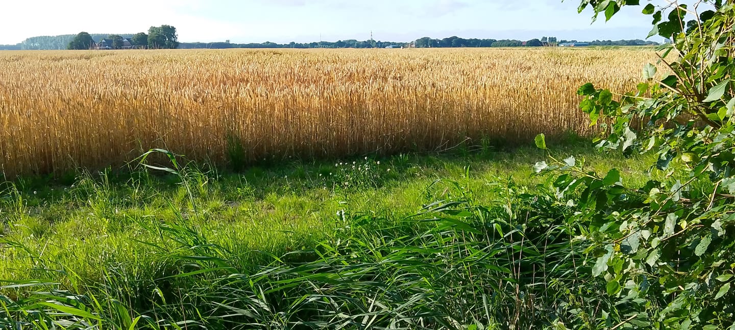 Photo 55 of Oldenzijlsterweg 10