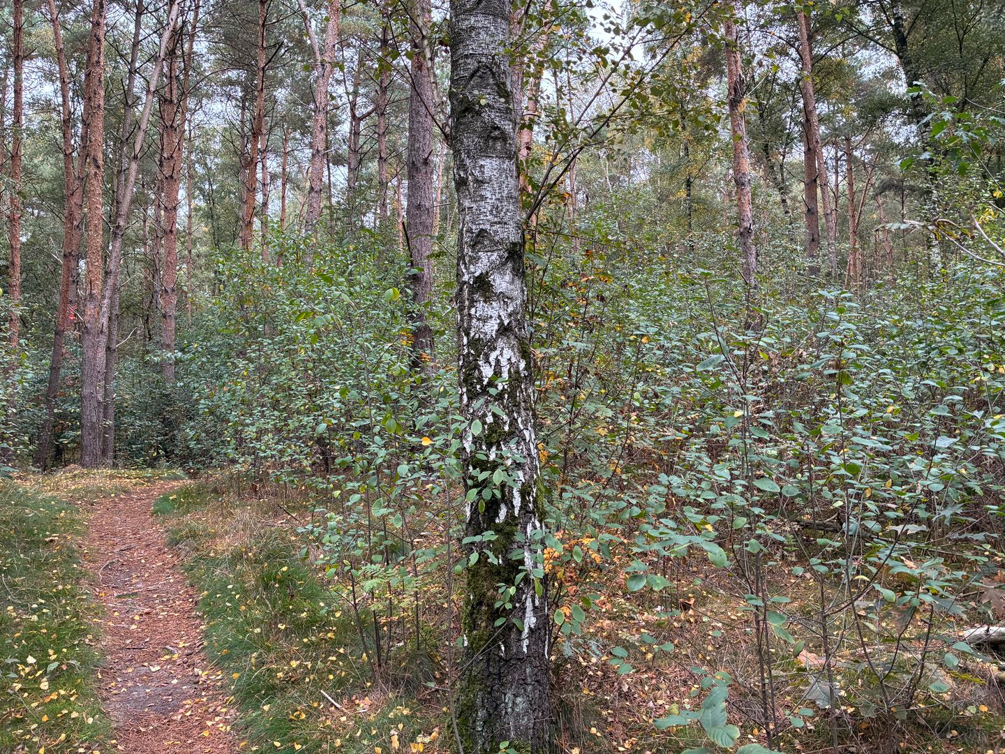 Bekijk foto 5 van Meerlosebaan