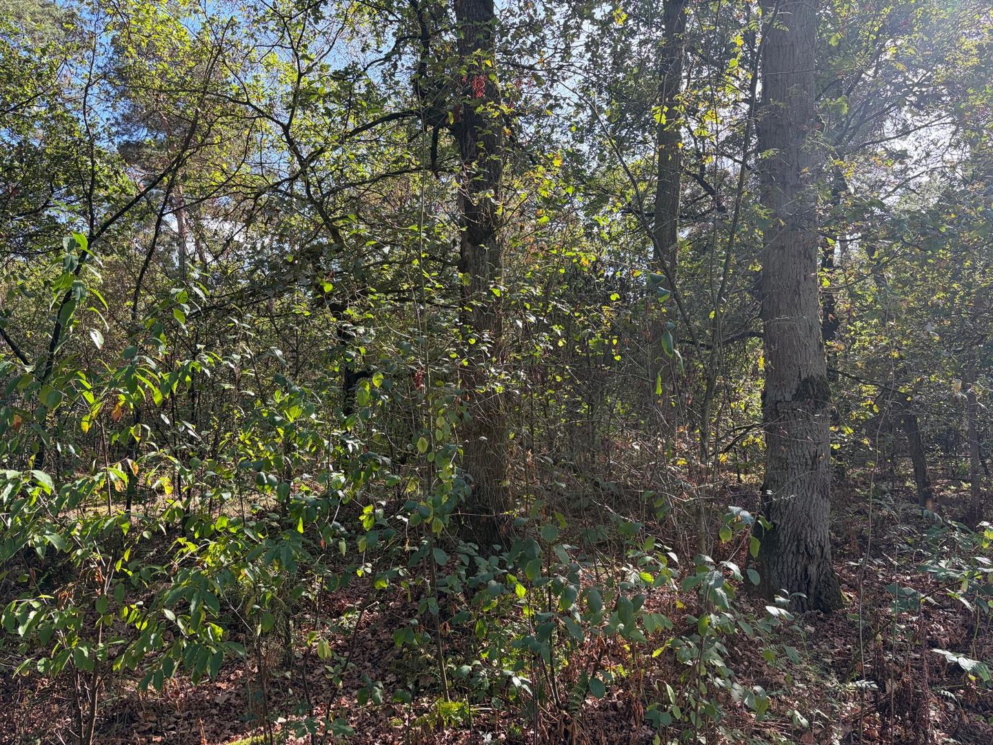 View photo 5 of Heide