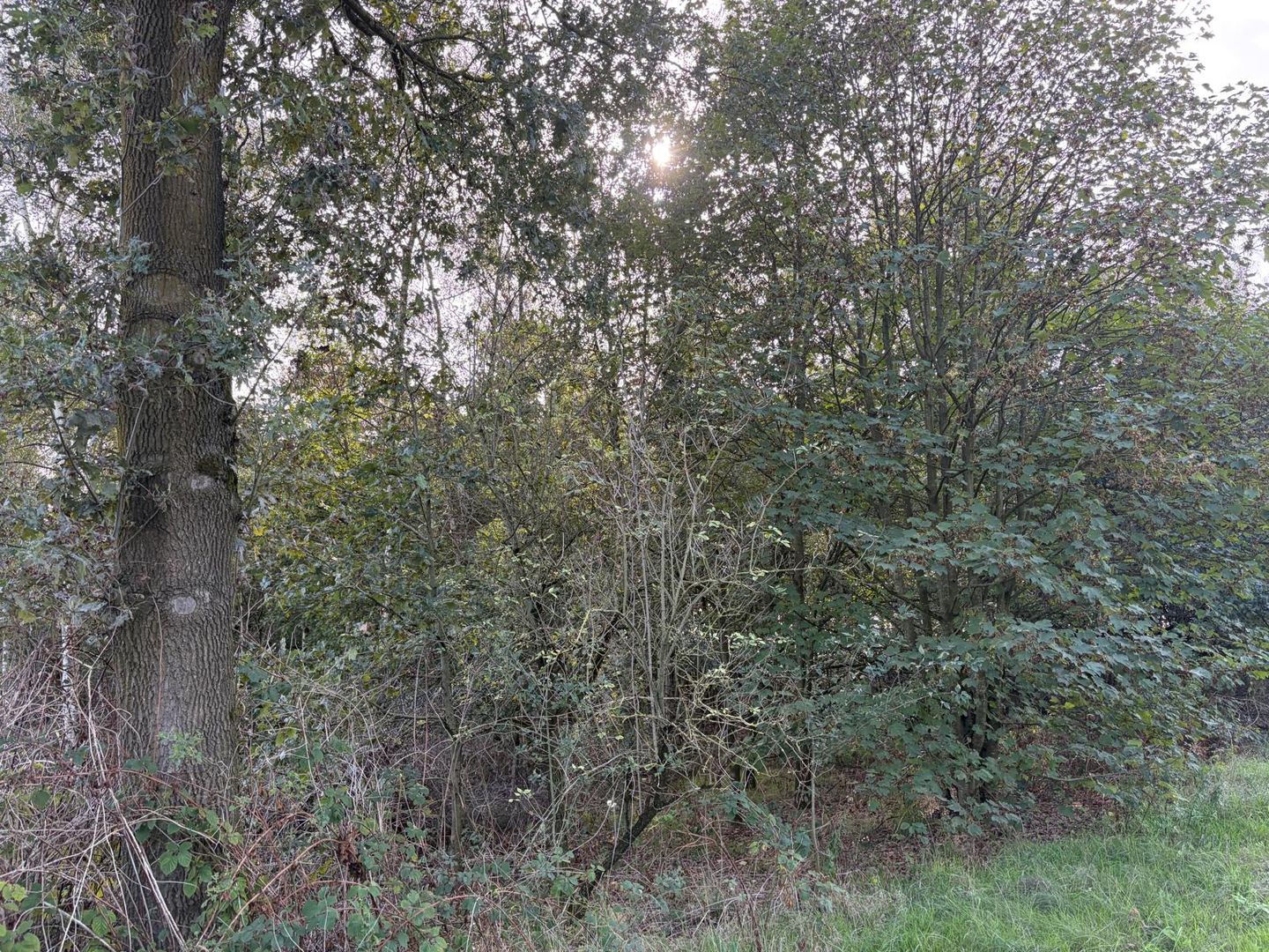 Bekijk foto 5 van Leveroysedijk