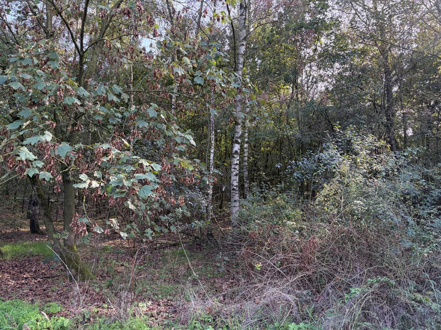 Bekijk foto 3 van Leveroysedijk