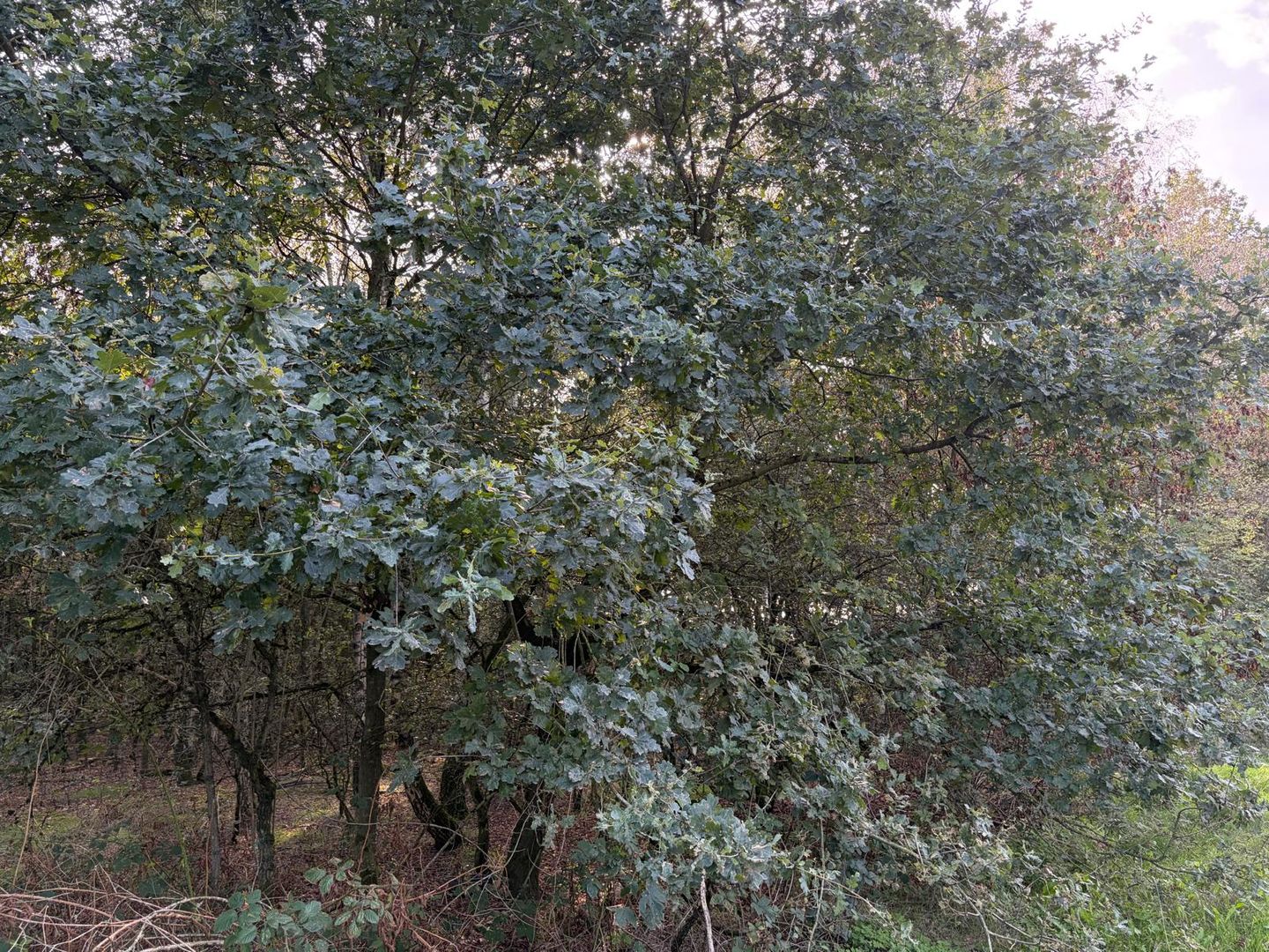 Leveroysedijk - Weert - Afbeelding 7
