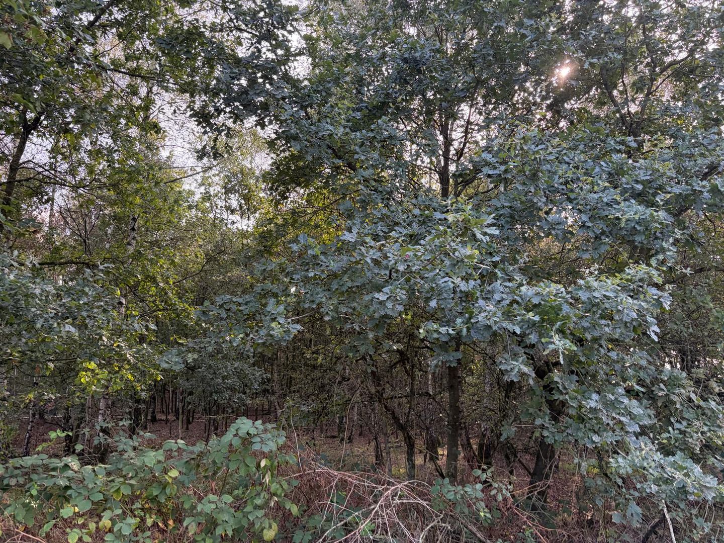 Bekijk foto 4 van Leveroysedijk