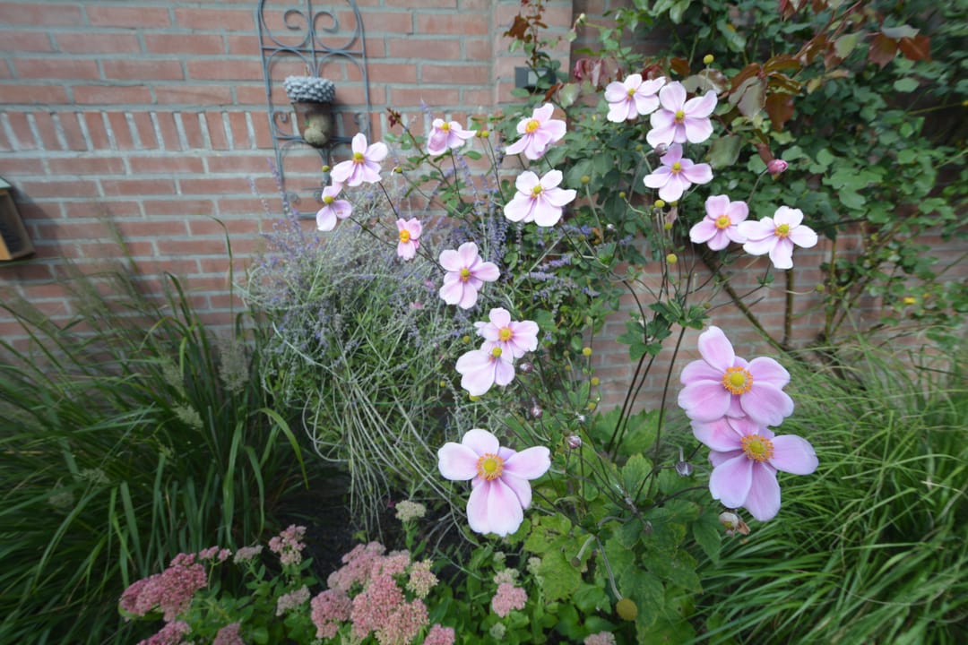Photo 38 of Landstraat 7