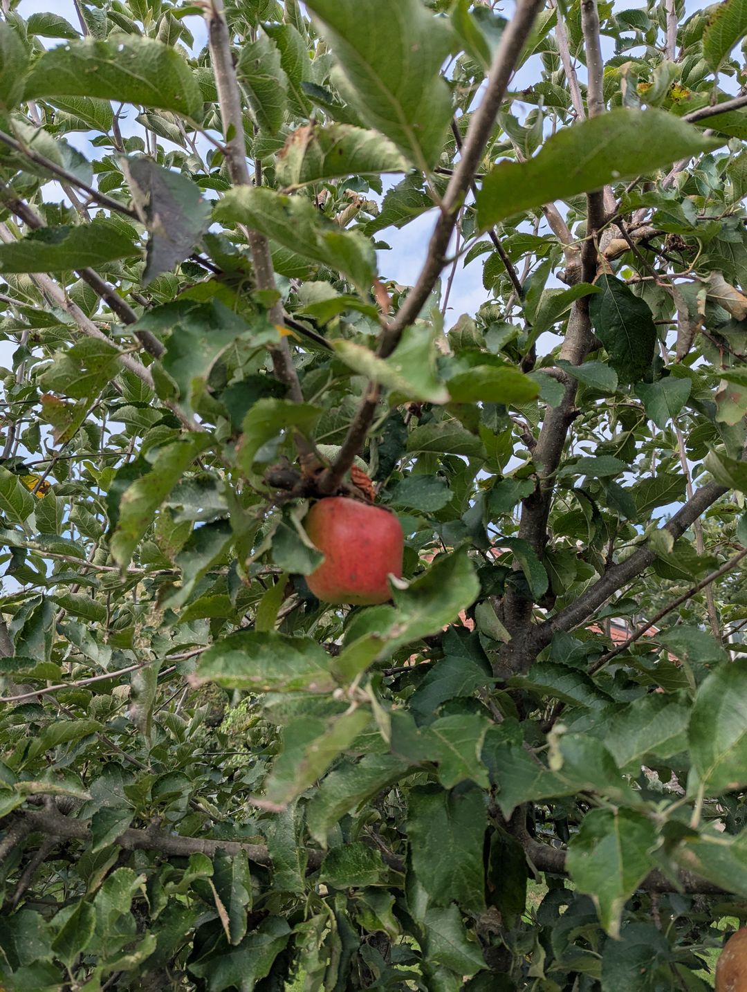 Foto 52 van Weerdingerkanaal ZZ 219