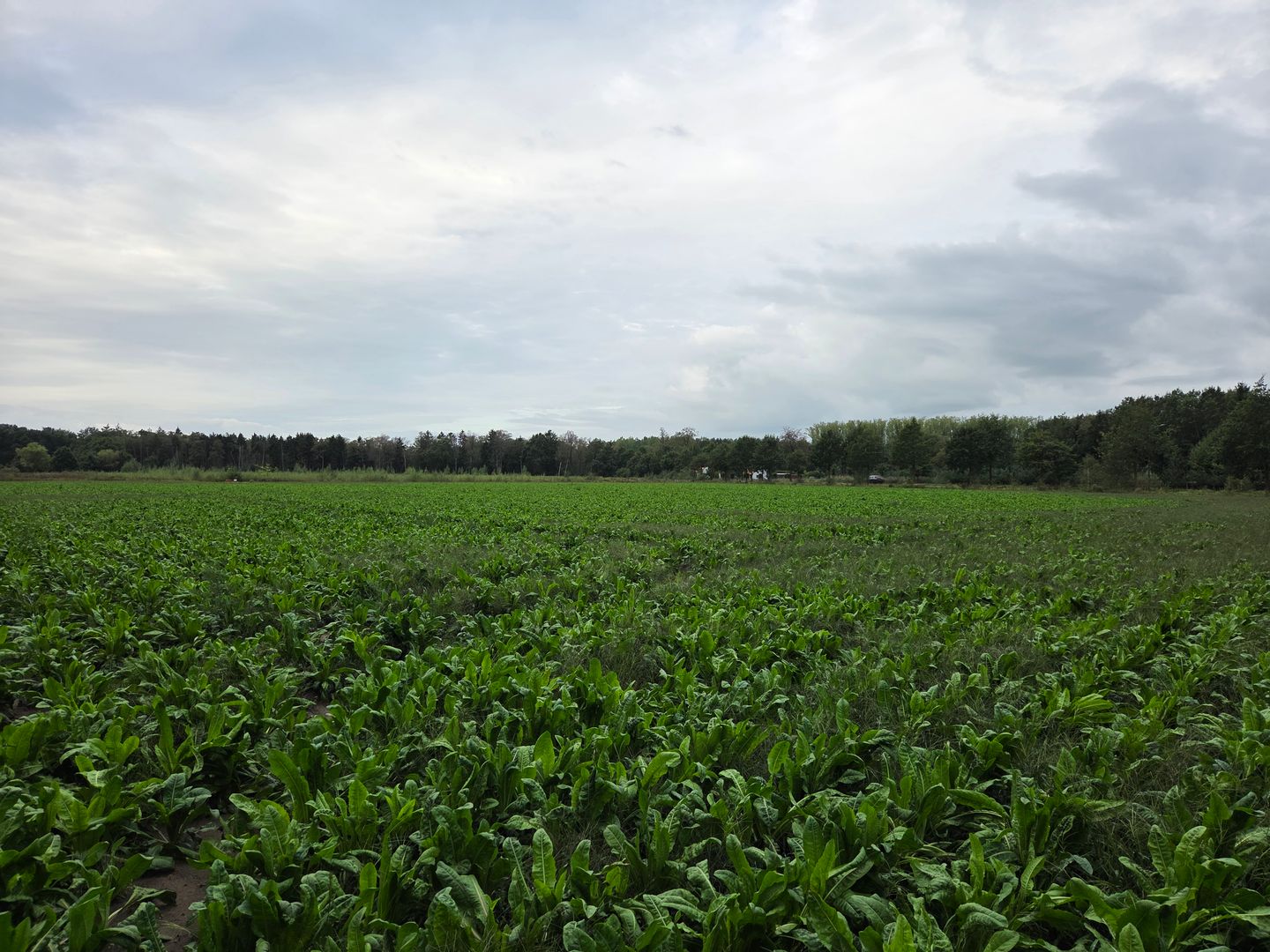 Bekijk foto 2 van Oirschotseweg