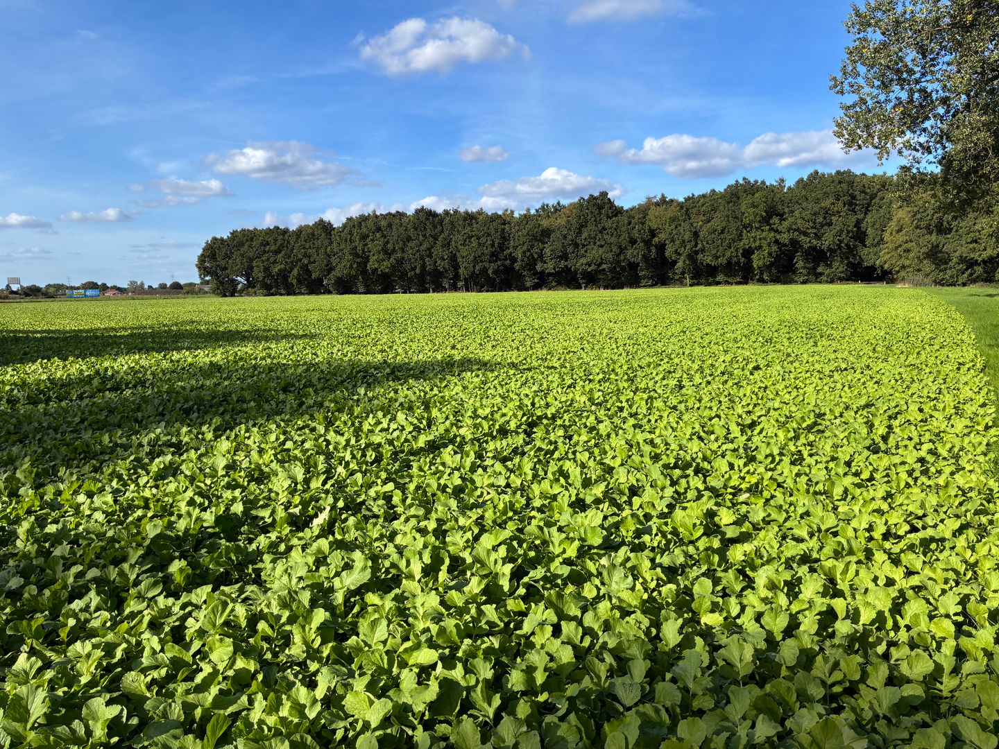 Bekijk foto 4 van Laatweg