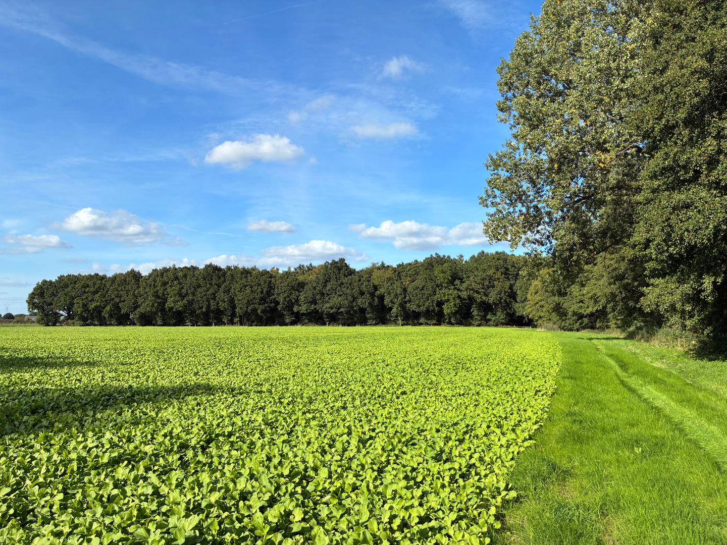 Bekijk foto 3 van Laatweg