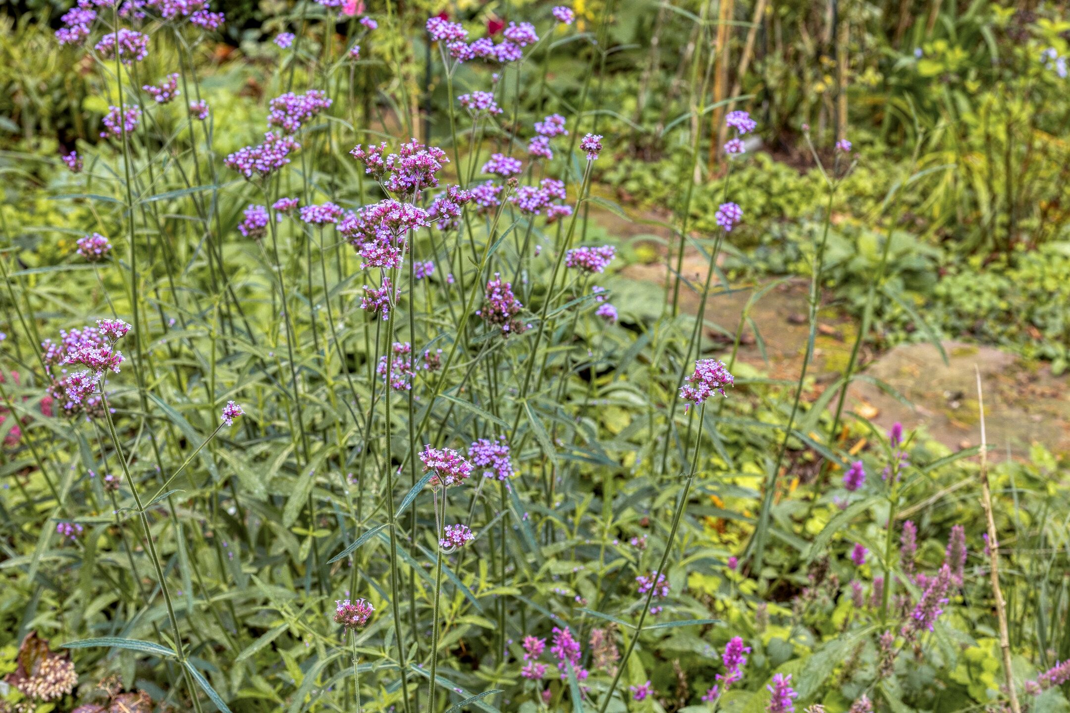 Foto 51 van Laman Trip-plantsoen 18