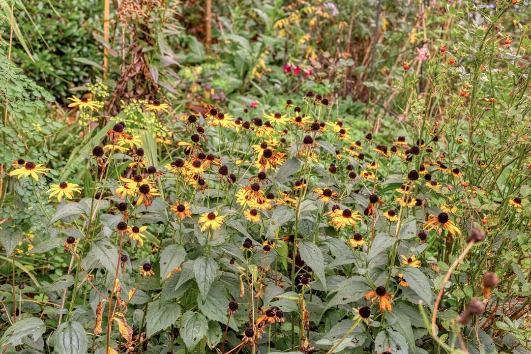 Foto 52 van Laman Trip-plantsoen 18