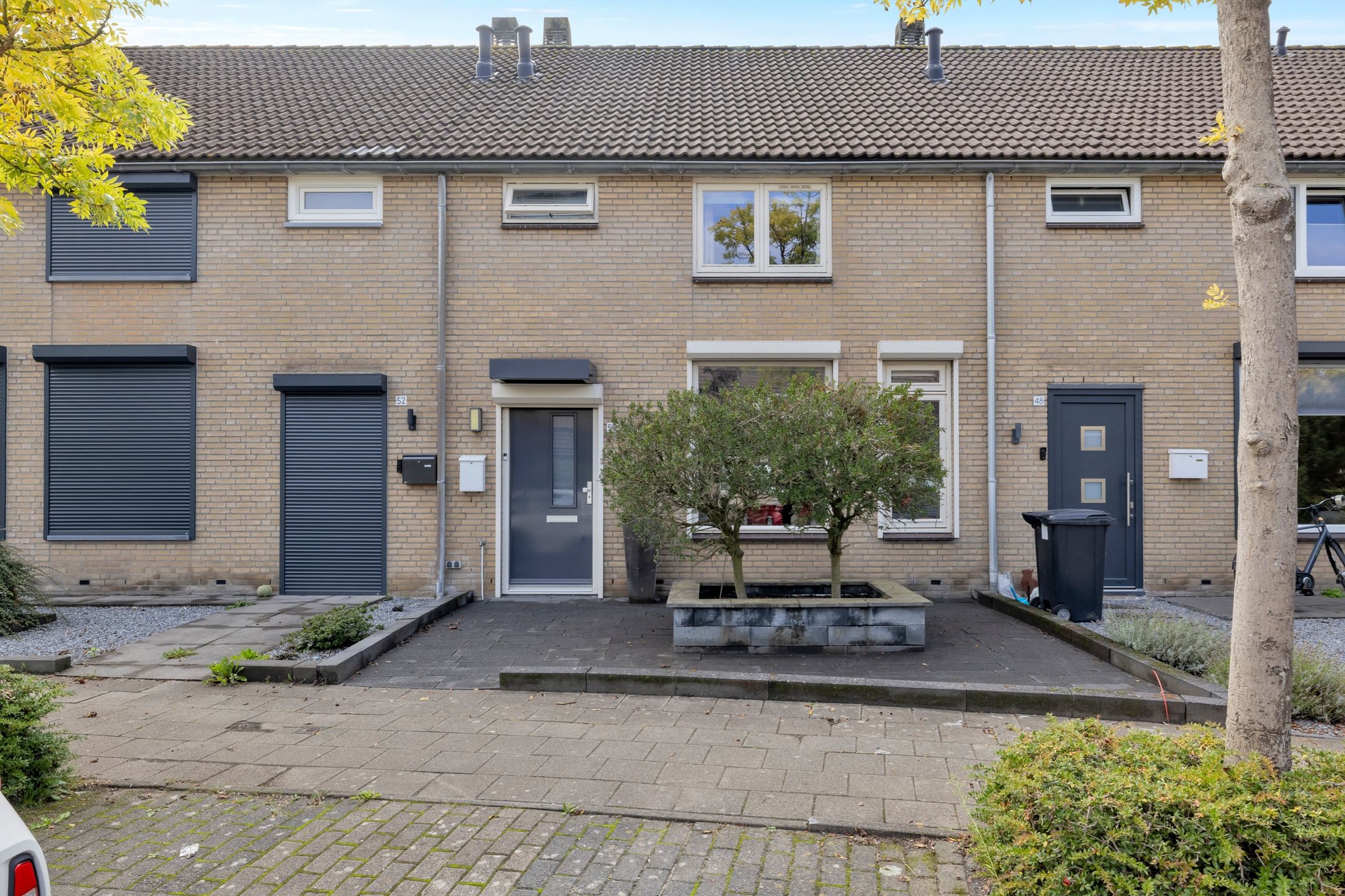 Roerdomp 50 