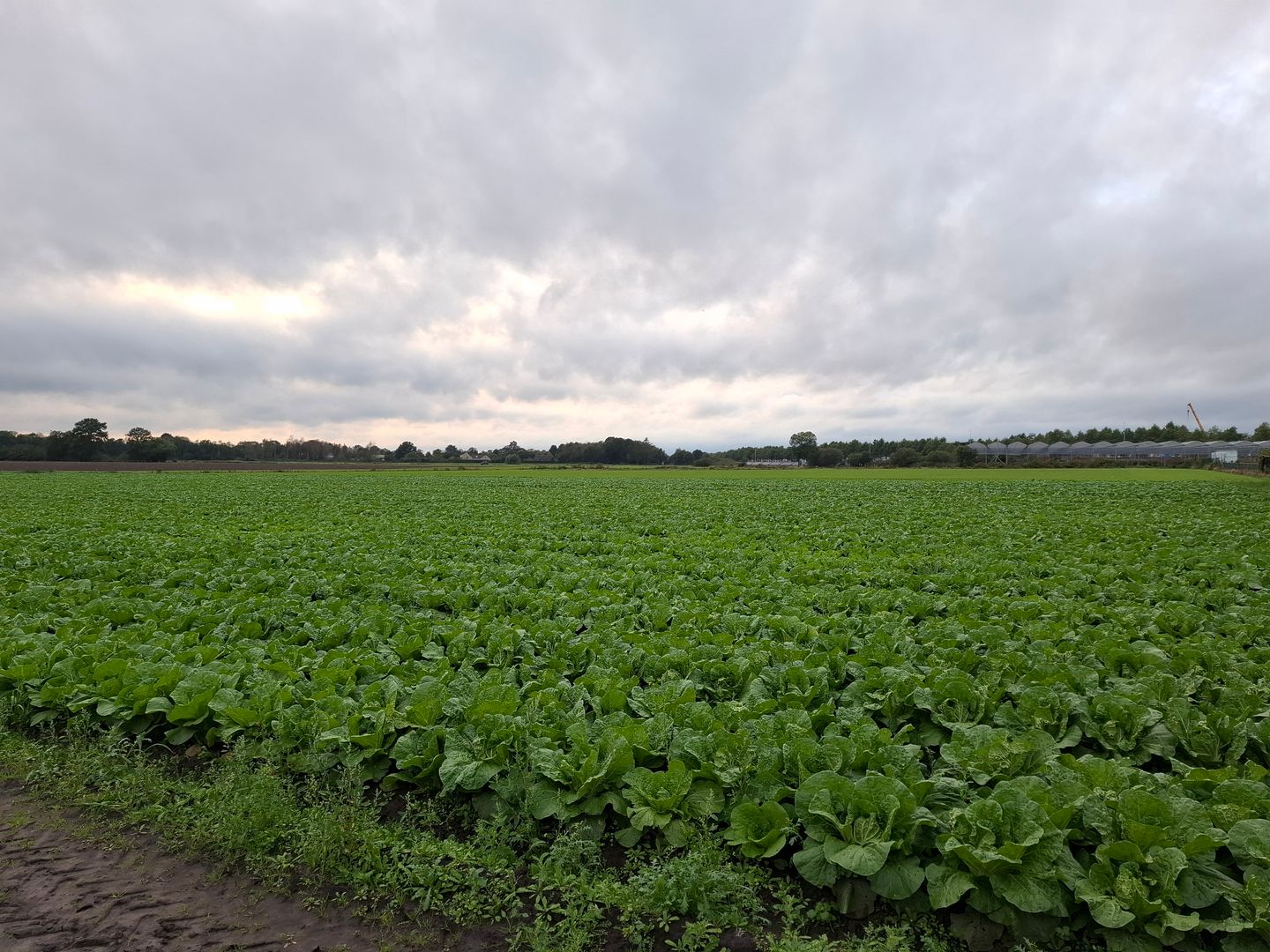 Zevenbergseweg - Etten-Leur - Afbeelding 3