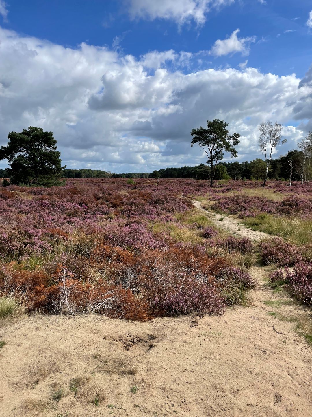 Photo 88 of Parklaan 63