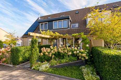 Korenbloem thumbnail