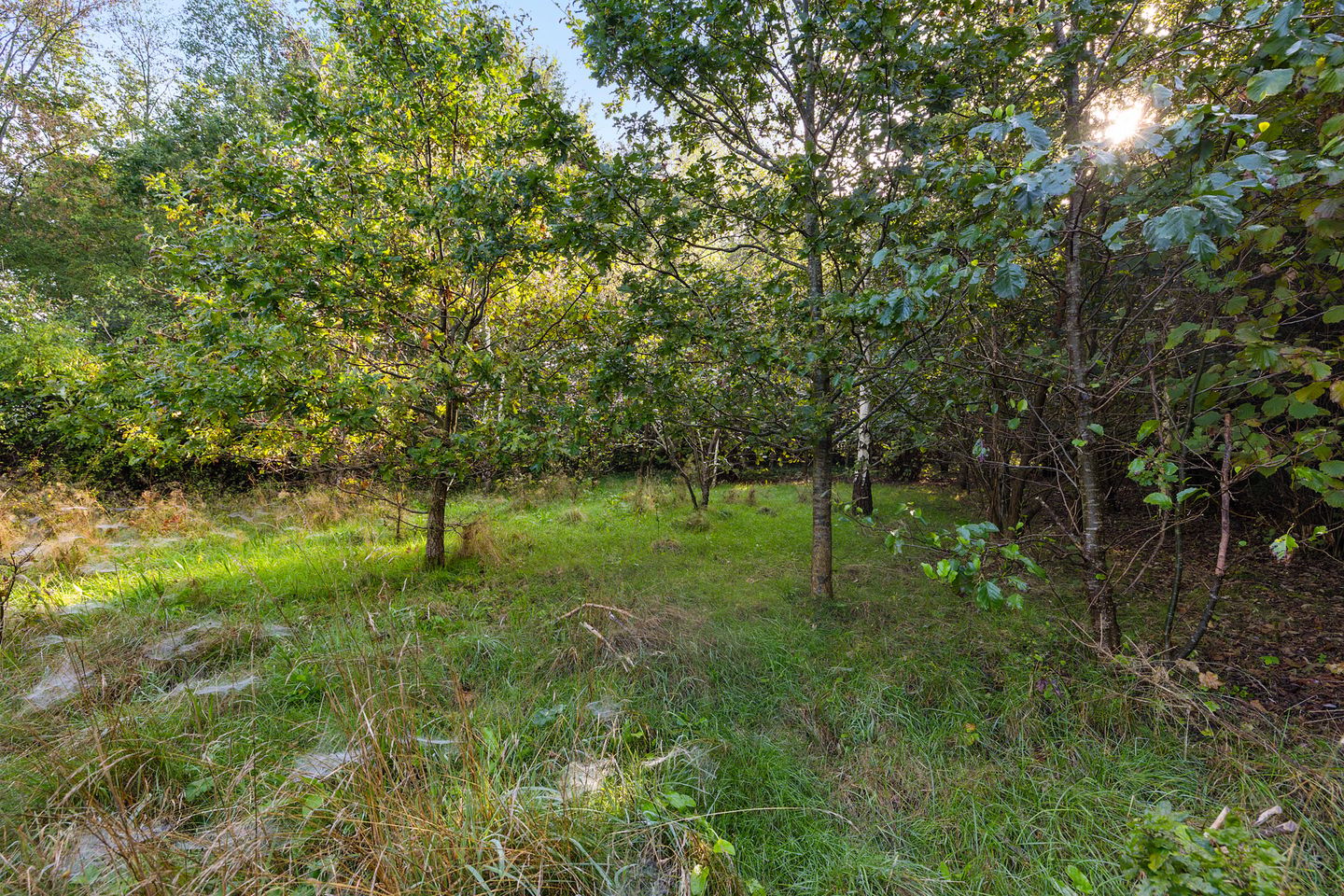 Foto 5 van Laaghalerveen 7