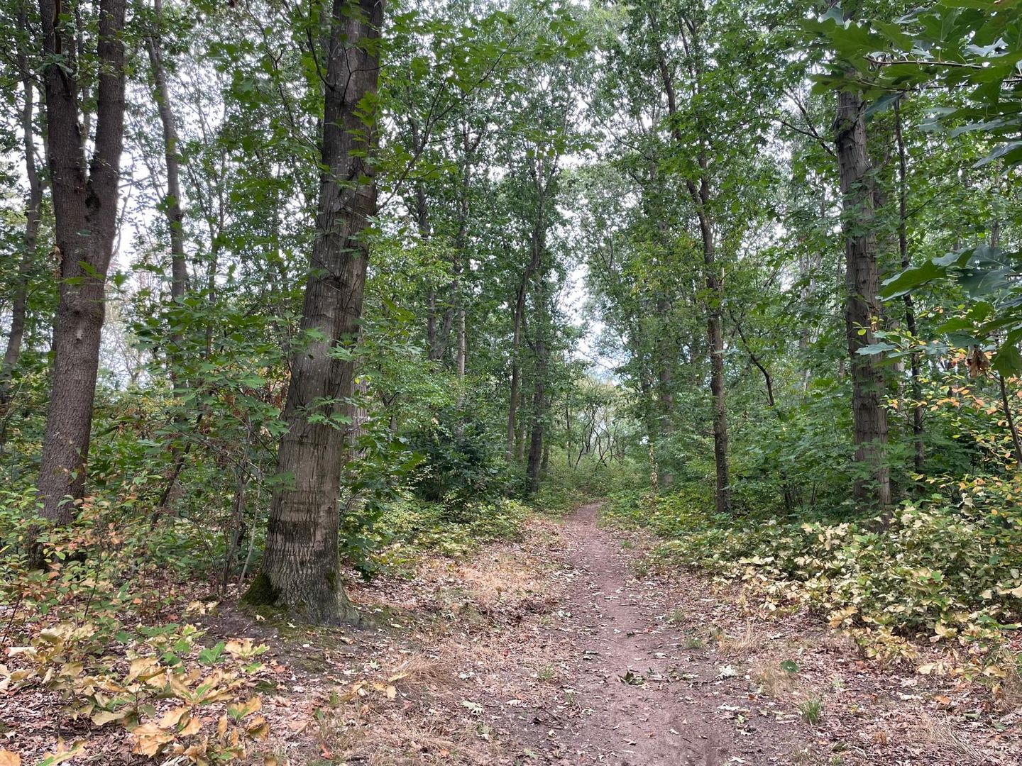 Bekijk foto 4 van Kampweg