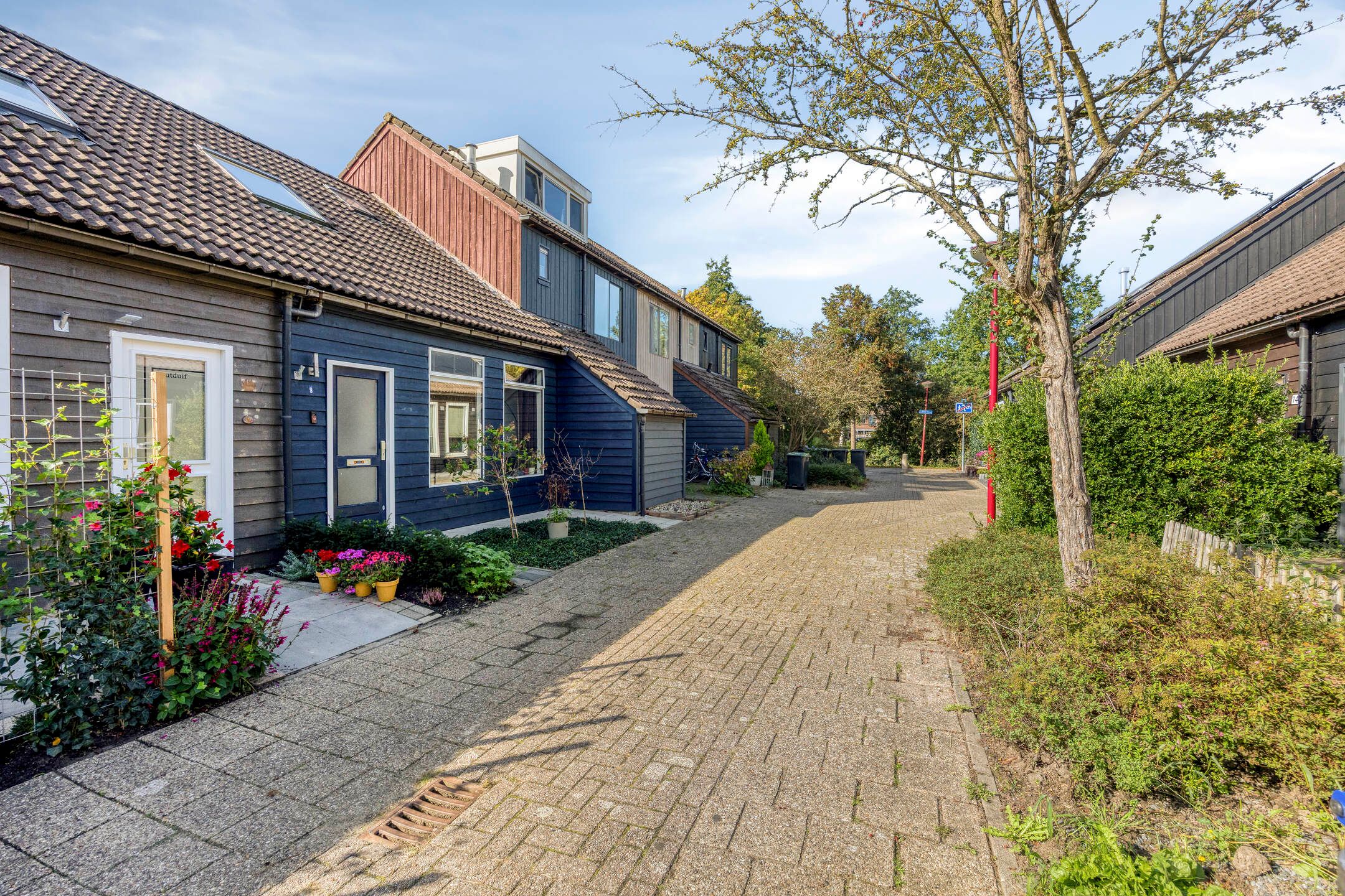 Photo 27 of Houtduif 9
