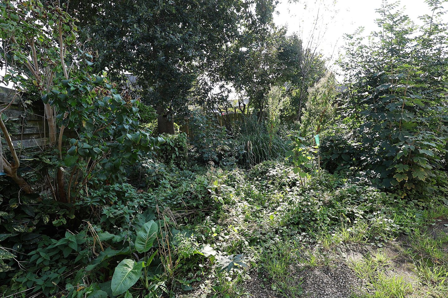 Photo 25 of Molepaed 32