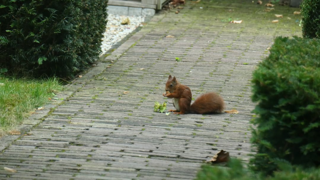Foto 47 van Heilaarpark 21