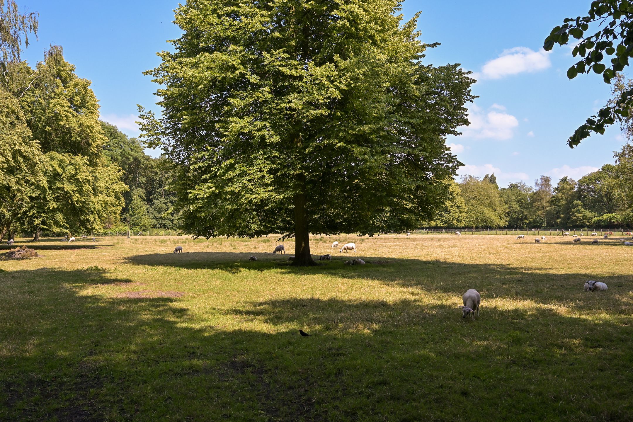Foto 51 van Benoordenhoutseweg 241