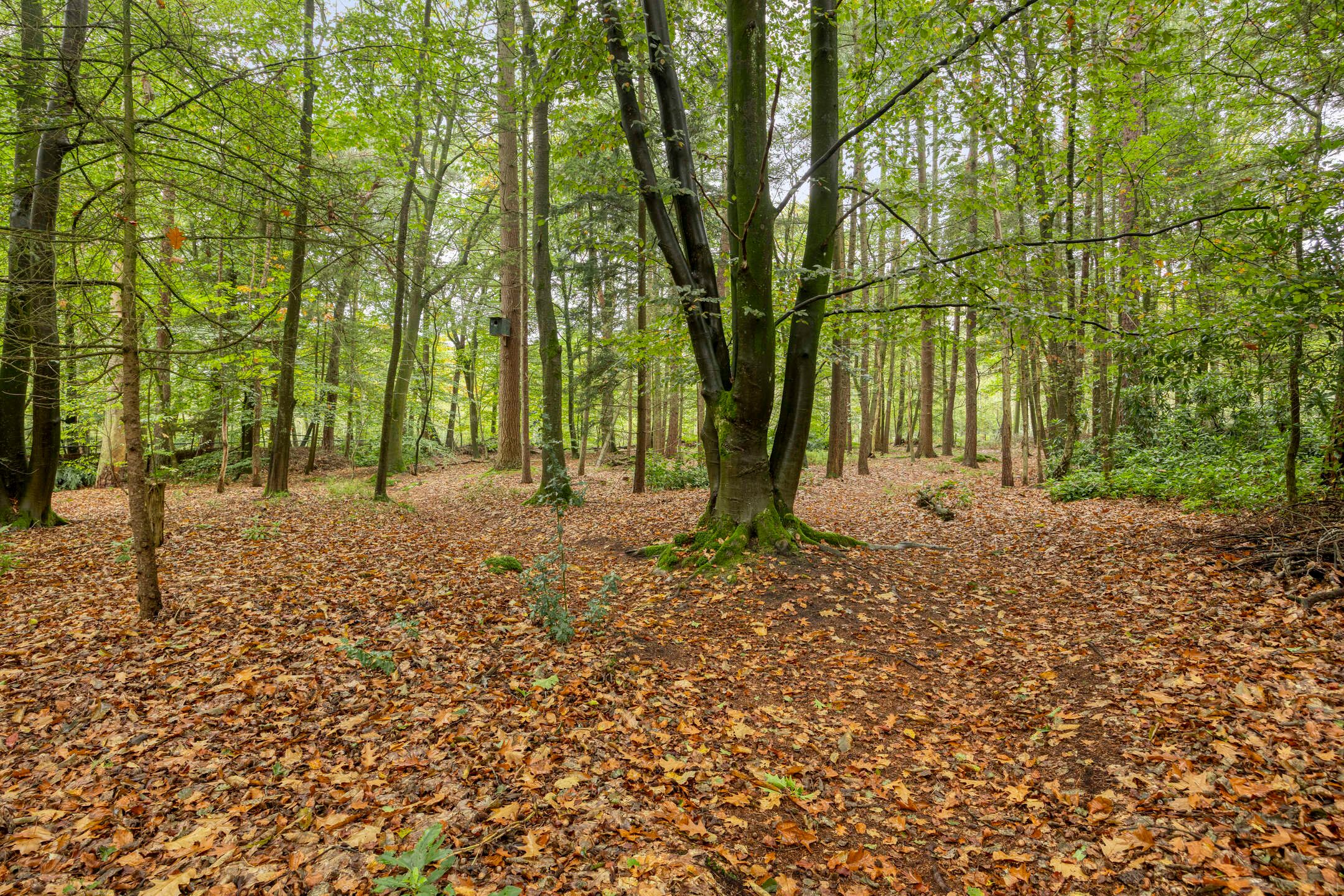 Photo 48 of Dennenlaan 7