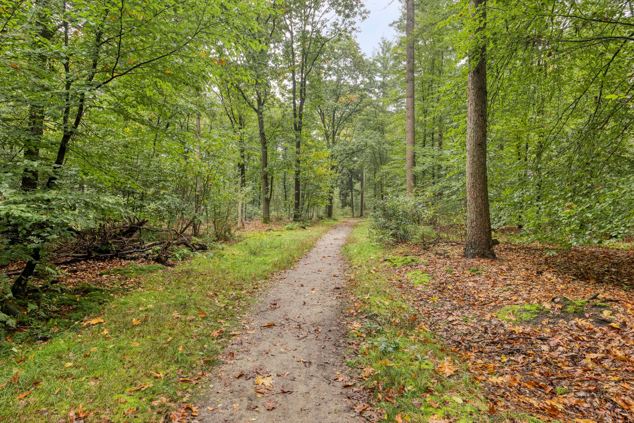Photo 51 of Dennenlaan 7