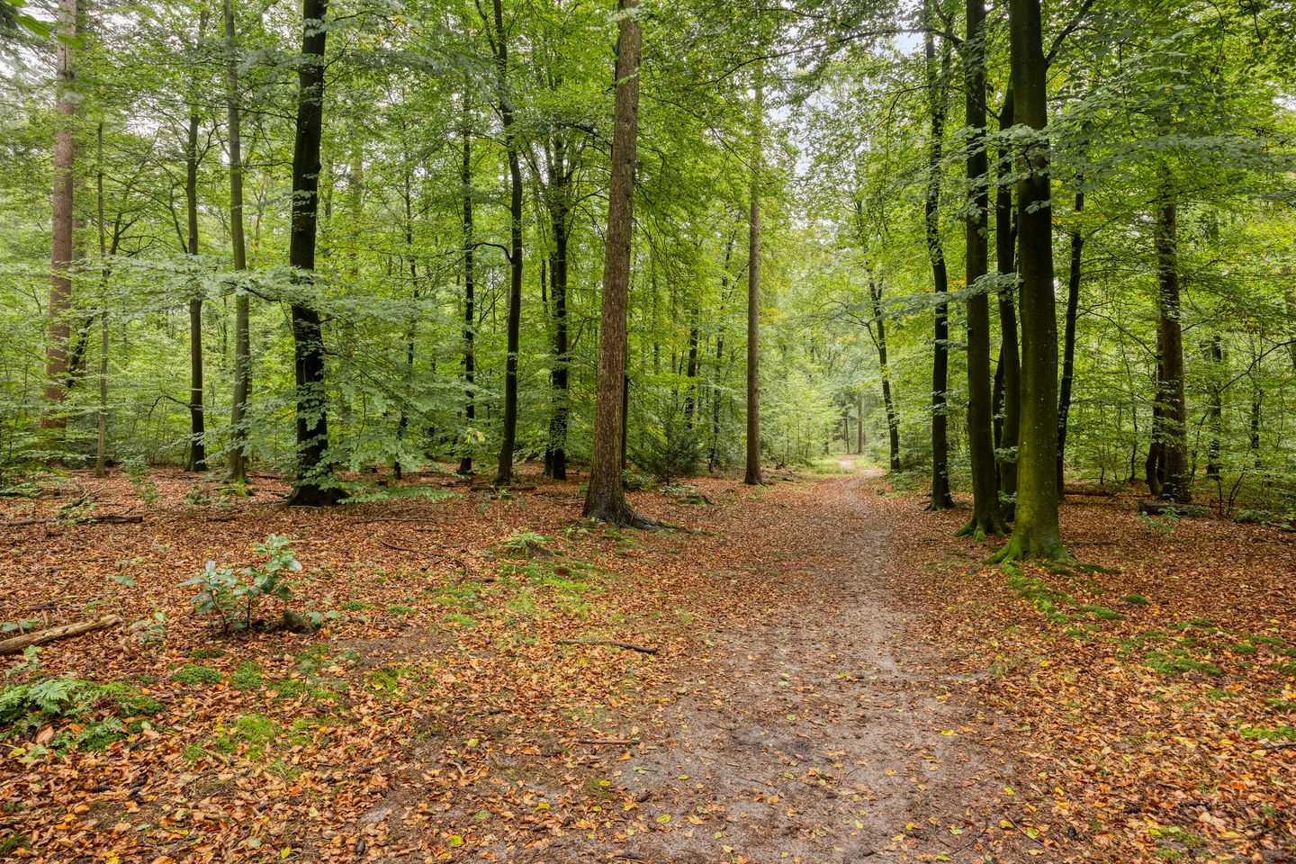 Photo 50 of Dennenlaan 7
