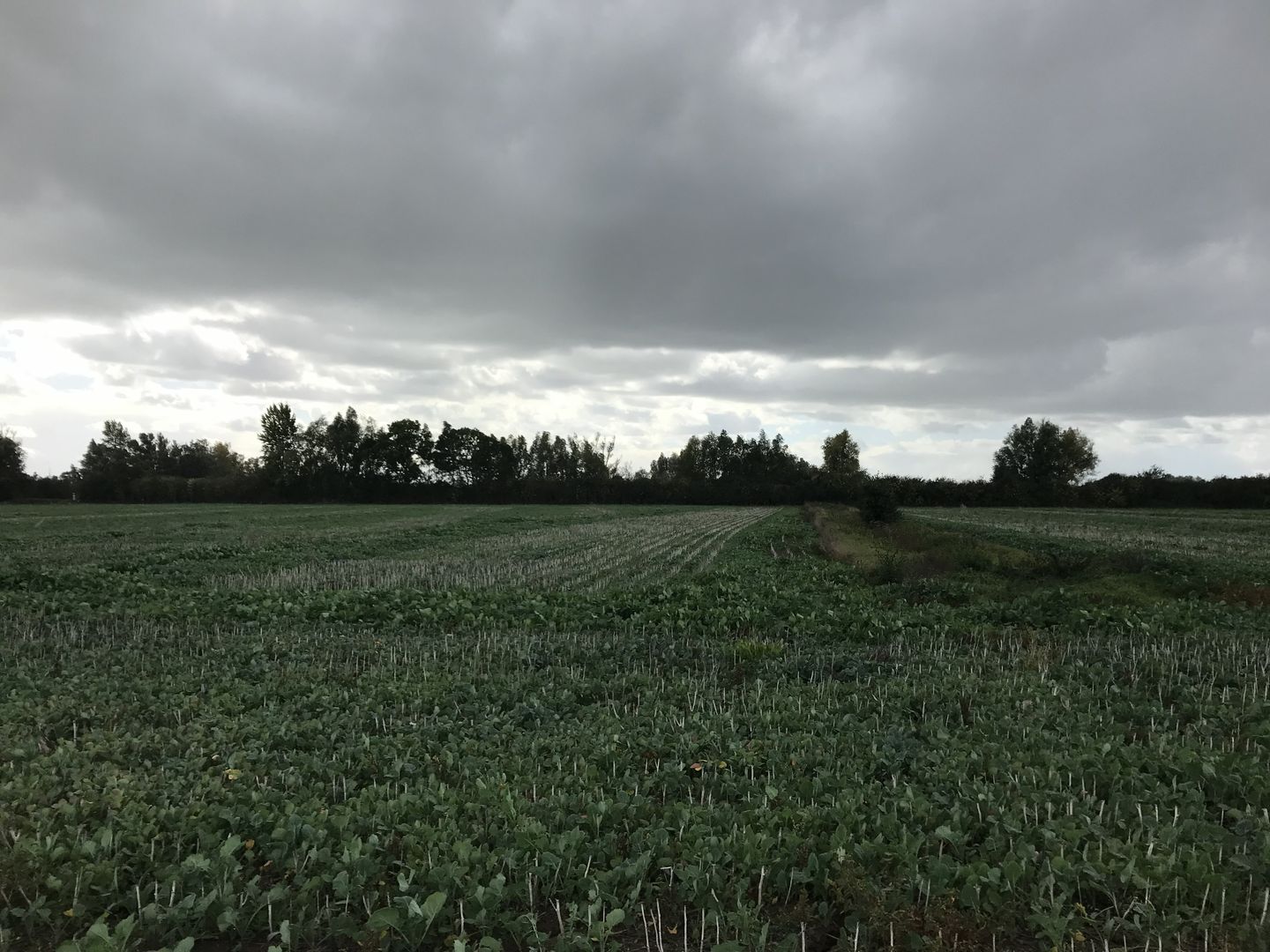 Polderweg - Kekerdom - Afbeelding 7