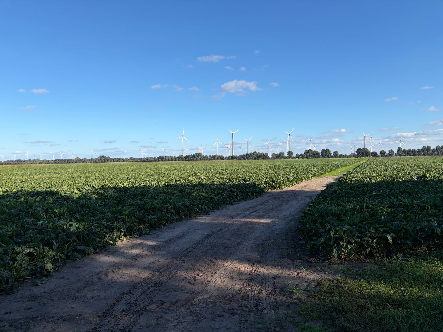 Veenweg - Ter Apel - Afbeelding 5