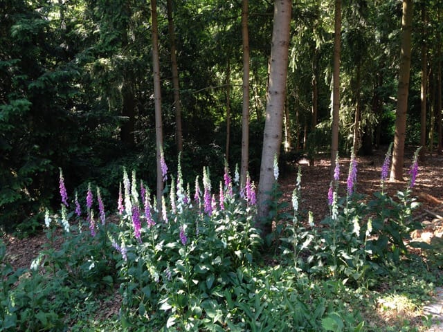 Foto 69 van Vijverweg 6
